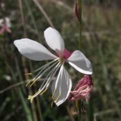 Oenothera lindheimeri (Clockweed) at Umbagong District Park - 9 Mar 2021 by pinnaCLE