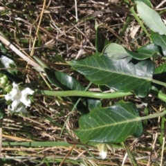 Araujia sericifera (Moth Plant) at Umbagong District Park - 9 Mar 2021 by pinnaCLE