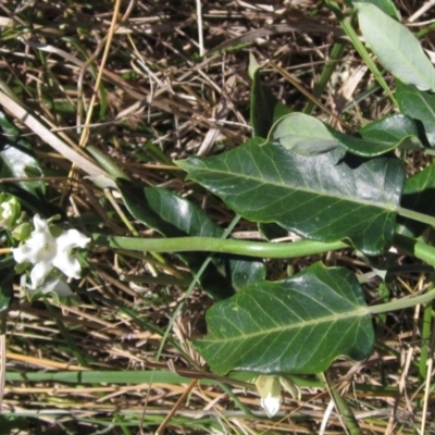Araujia sericifera (Moth Plant) at Macgregor, ACT - 9 Mar 2021 by pinnaCLE