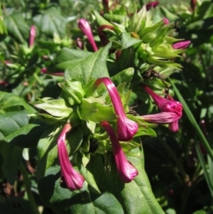 Mirabilis jalapa at Latham, ACT - 9 Mar 2021