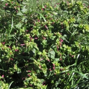 Mirabilis jalapa at Latham, ACT - 9 Mar 2021