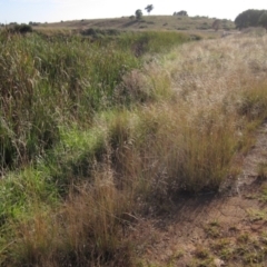 Eragrostis curvula (African Lovegrass) at Dunlop, ACT - 7 Mar 2021 by pinnaCLE