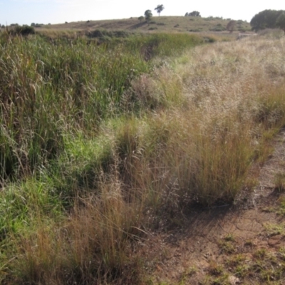 Eragrostis curvula (African Lovegrass) at Dunlop, ACT - 7 Mar 2021 by pinnaCLE