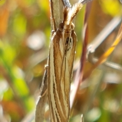 Hednota species near grammellus (Pyralid or snout moth) at Dunlop Grasslands - 9 Mar 2021 by tpreston