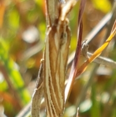 Hednota species near grammellus at Fraser, ACT - 9 Mar 2021 04:13 PM