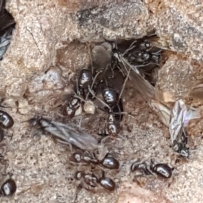 Papyrius sp. (genus) (A Coconut Ant) at Fraser, ACT - 9 Mar 2021 by tpreston