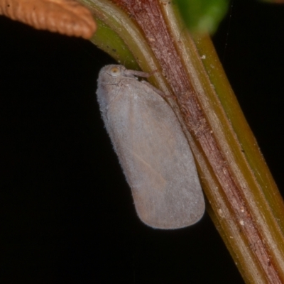 Anzora unicolor (Grey Planthopper) at Paddys River, ACT - 7 Mar 2021 by rawshorty