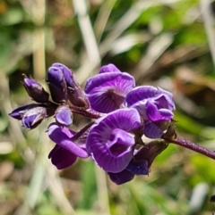Glycine tabacina (Variable Glycine) at Dunlop Grasslands - 9 Mar 2021 by trevorpreston
