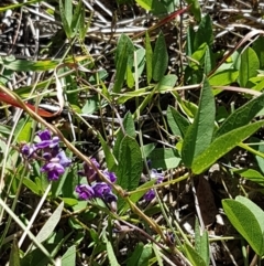 Glycine tabacina at Fraser, ACT - 9 Mar 2021 04:24 PM