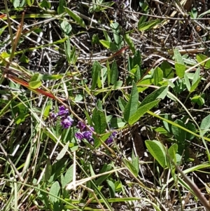 Glycine tabacina at Fraser, ACT - 9 Mar 2021 04:24 PM