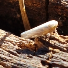 Cicadellidae (family) (Unidentified leafhopper) at Dunlop Grasslands - 9 Mar 2021 by tpreston