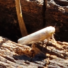 Cicadellidae (family) at Fraser, ACT - 9 Mar 2021