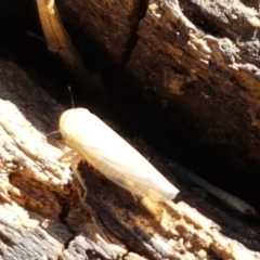 Cicadellidae (family) at Fraser, ACT - 9 Mar 2021