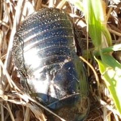 Panesthia australis (Common wood cockroach) at Fraser, ACT - 9 Mar 2021 by tpreston