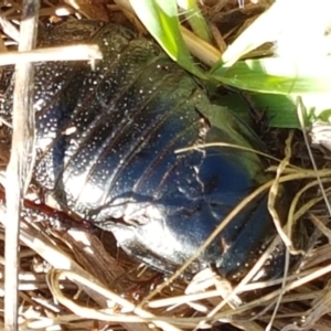 Panesthia australis at Fraser, ACT - 9 Mar 2021