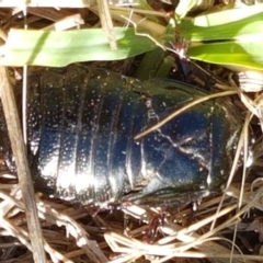 Panesthia australis at Fraser, ACT - 9 Mar 2021