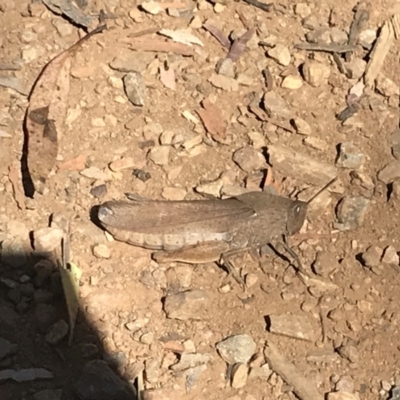 Goniaea australasiae (Gumleaf grasshopper) at Tantangara, NSW - 6 Mar 2021 by Tapirlord