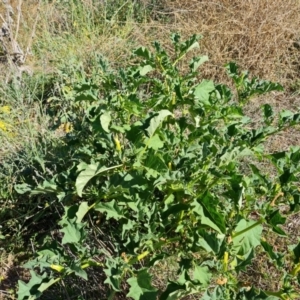 Datura ferox at Symonston, ACT - 9 Mar 2021 04:10 PM