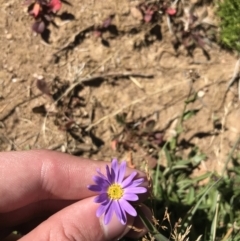 Calotis scabiosifolia var. integrifolia (Rough Burr-daisy) at Tantangara, NSW - 6 Mar 2021 by Tapirlord