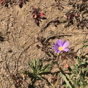 Calotis scabiosifolia var. integrifolia at Tantangara, NSW - 6 Mar 2021