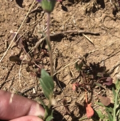 Calotis scabiosifolia var. integrifolia at Tantangara, NSW - 6 Mar 2021