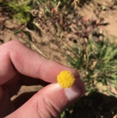 Leptorhynchos squamatus subsp. squamatus (Scaly Buttons) at Tantangara, NSW - 6 Mar 2021 by Tapirlord