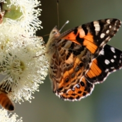 Vanessa kershawi (Australian Painted Lady) at Wodonga, VIC - 9 Mar 2021 by KylieWaldon