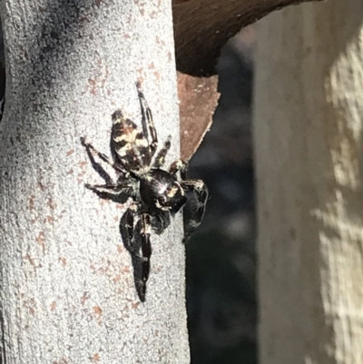 Sandalodes superbus (Ludicra Jumping Spider) at Bruce, ACT - 8 Mar 2021 by MattFox