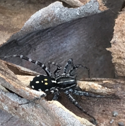 Nyssus coloripes (Spotted Ground Swift Spider) at Bruce, ACT - 8 Mar 2021 by MattFox