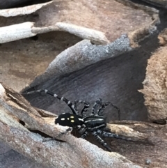 Nyssus coloripes at Black Mountain - 9 Mar 2021 10:41 AM