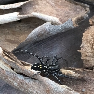 Nyssus coloripes at Black Mountain - 9 Mar 2021 10:41 AM