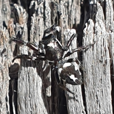 Sandalodes scopifer (White-spotted Sandalodes) at Tuggeranong DC, ACT - 8 Mar 2021 by ChrisHolder