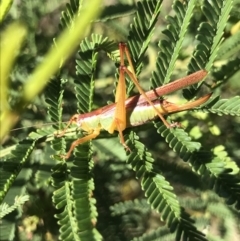 Conocephalomima barameda at Bruce, ACT - 9 Mar 2021 10:19 AM