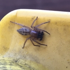 Clubiona sp. (genus) (Unidentified Stout Sac Spider) at Cook, ACT - 5 Mar 2021 by MattFox