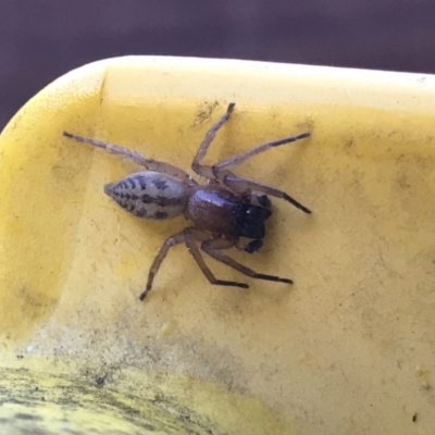 Clubiona sp. (genus) (Unidentified Stout Sac Spider) at Cook, ACT - 5 Mar 2021 by MattFox