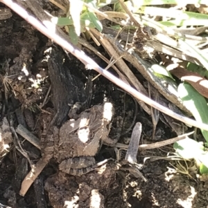 Crinia sp. (genus) at Bruce, ACT - 9 Mar 2021