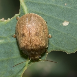 Paropsis atomaria at Holt, ACT - 5 Mar 2021 09:15 AM