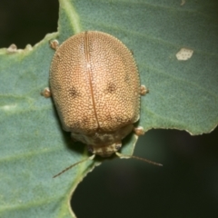 Paropsis atomaria at Holt, ACT - 5 Mar 2021 09:15 AM