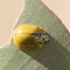 Paropsisterna cloelia at Holt, ACT - 5 Mar 2021