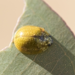 Paropsisterna cloelia at Holt, ACT - 5 Mar 2021