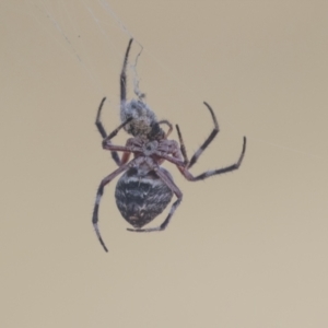 Hortophora transmarina at Hawker, ACT - 5 Mar 2021 08:56 AM