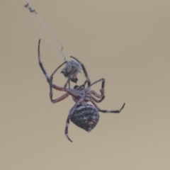 Hortophora transmarina at Hawker, ACT - 5 Mar 2021 08:56 AM