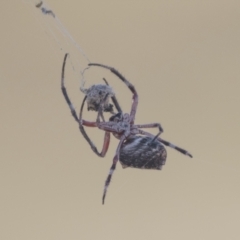 Hortophora transmarina at Hawker, ACT - 5 Mar 2021 08:56 AM