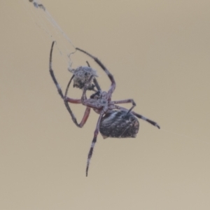 Hortophora transmarina at Hawker, ACT - 5 Mar 2021