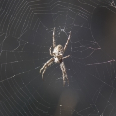 Socca pustulosa (Knobbled Orbweaver) at Holt, ACT - 4 Mar 2021 by AlisonMilton