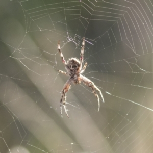 Socca pustulosa at Holt, ACT - 5 Mar 2021