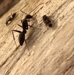 Camponotus nigroaeneus at Murrumbateman, NSW - 9 Mar 2021 04:50 PM