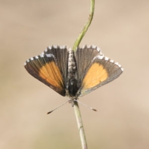 Lucia limbaria at Holt, ACT - 5 Mar 2021 10:45 AM