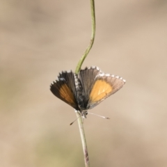 Lucia limbaria at Holt, ACT - 5 Mar 2021 10:45 AM