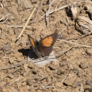 Lucia limbaria at Holt, ACT - 5 Mar 2021